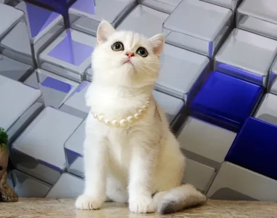Серебристая шиншилла, кот + вакцинация и кастрация Макеевка