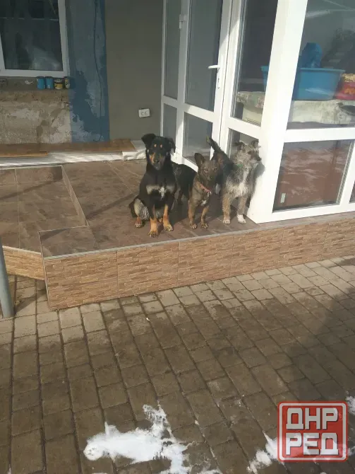Возьму на передержку вашего питомца Макеевка - изображение 2