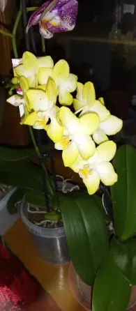 Орхидея фаленопсис Totally bananas Донецк