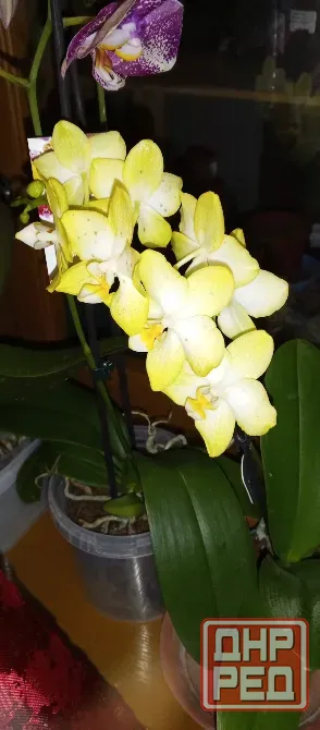 Орхидея фаленопсис Totally bananas Донецк - изображение 1