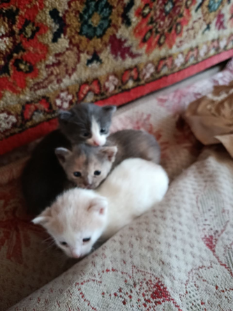 Котята ищут дом Донецк