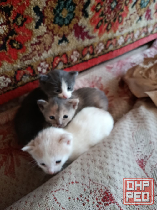 Котята ищут дом Донецк - изображение 1