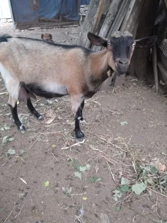 Продажа коз. Снежное