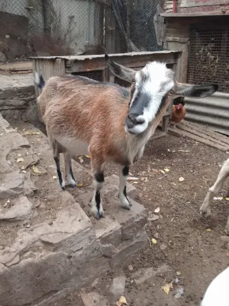 Продажа коз. Снежное