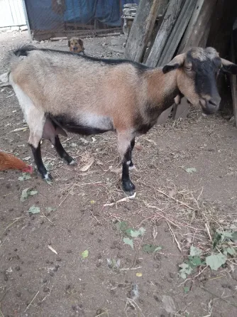 Продажа коз. Снежное