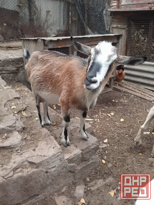 Продажа коз. Снежное - изображение 5
