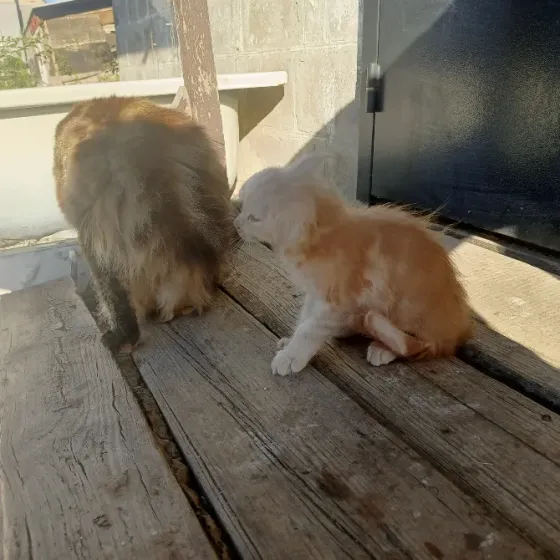 Кошки Донецк