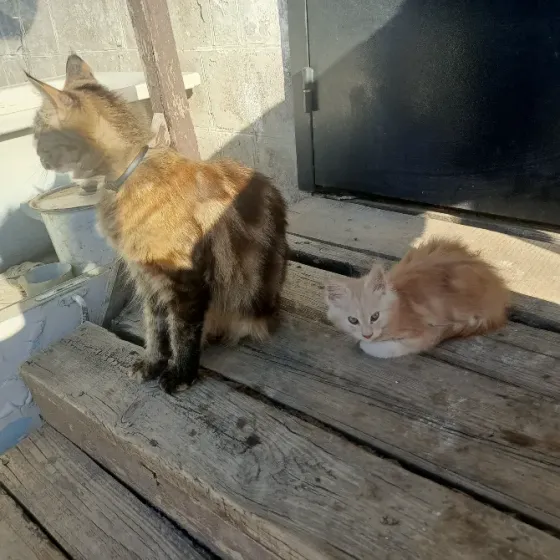 Кошки Донецк