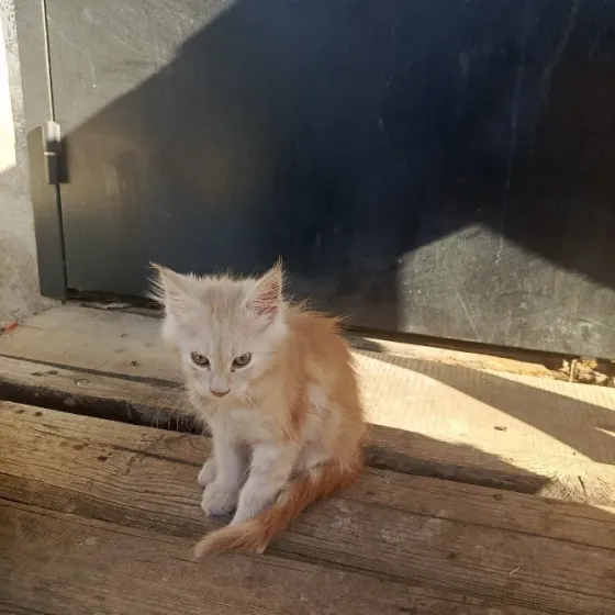 Кошки Донецк