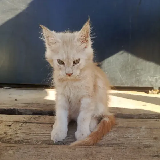 Кошки Донецк