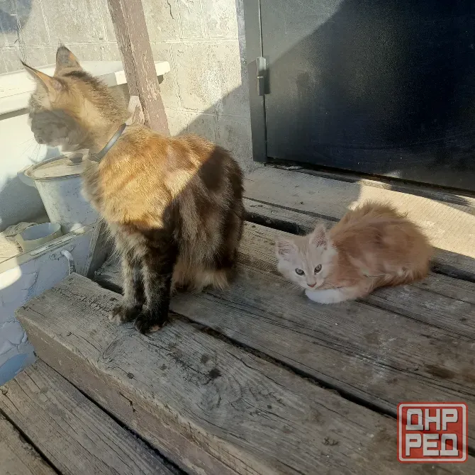 Кошки Донецк - изображение 2