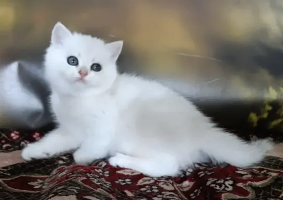 Кошечка Британка серебряная шиншилла Мариуполь