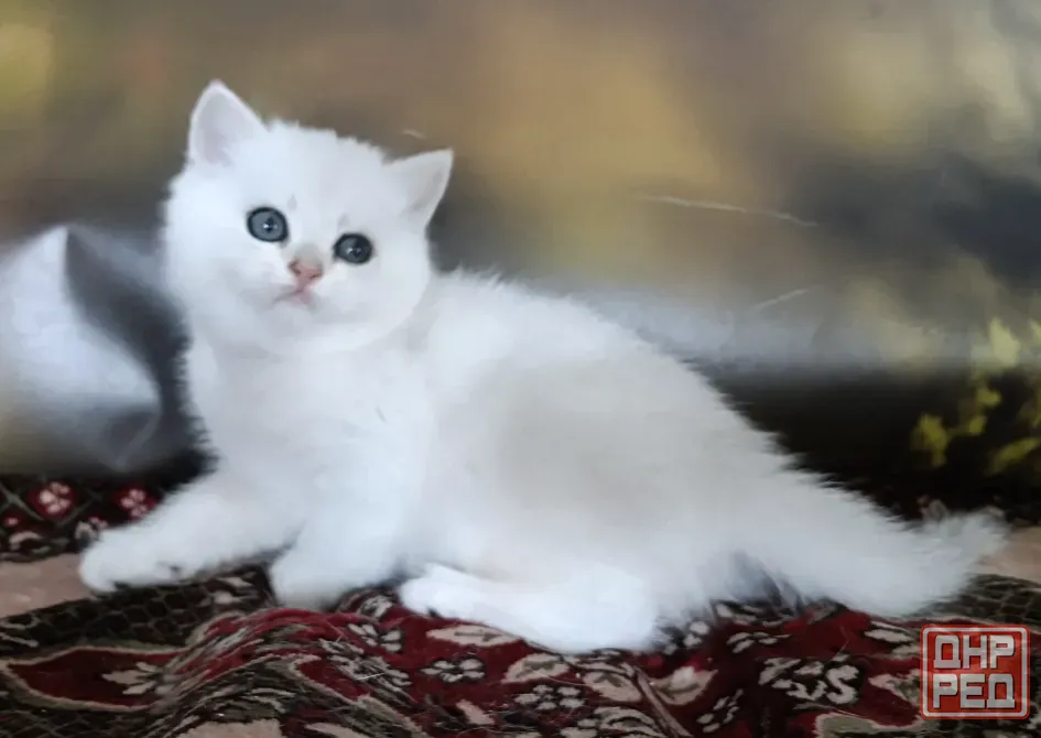 Кошечка Британка серебряная шиншилла Мариуполь - изображение 1