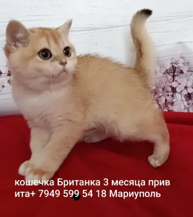 Кошечка Британка золотая шиншилла Мариуполь