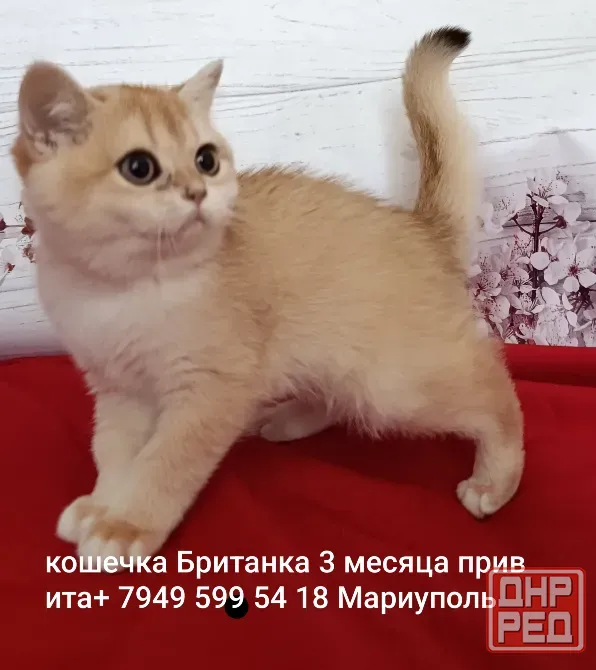 Кошечка Британка золотая шиншилла Мариуполь - изображение 1