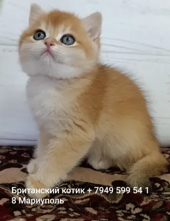 Котик Британец Мариуполь