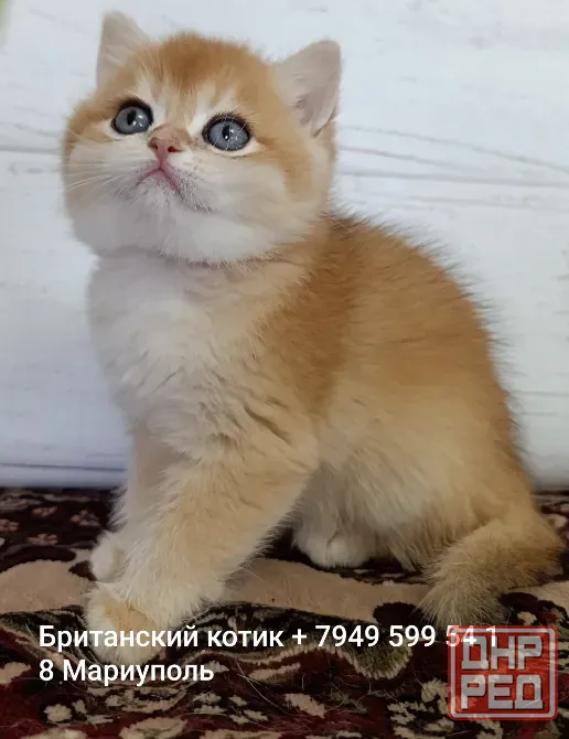 Котик Британец Мариуполь - изображение 1