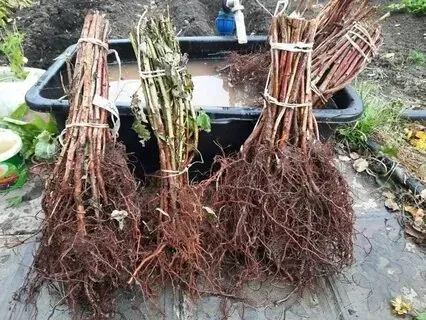 продаю растения для сада и дома .Ремонтные,урожайная. Донецк