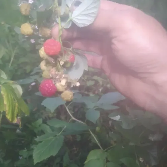 продаю растения для сада и дома .Ремонтные,урожайная. Донецк