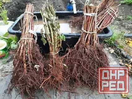 продаю растения для сада и дома .Ремонтные,урожайная. Донецк - изображение 2