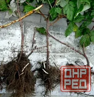 продаю растения для сада и дома .Ремонтные,урожайная. Донецк - изображение 1
