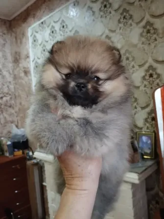 Щенки померанского шпица Донецк