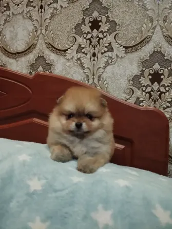 Щенки померанского шпица Донецк