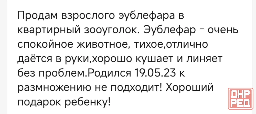 Продам эублефара взрослого Донецк - изображение 2