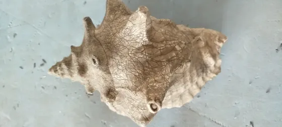 Раковина Донецк