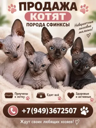 котята сфинкс Донецк