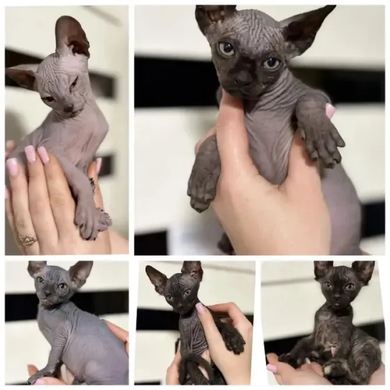 котята сфинкс Донецк