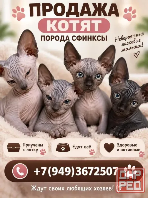 котята сфинкс Донецк - изображение 1
