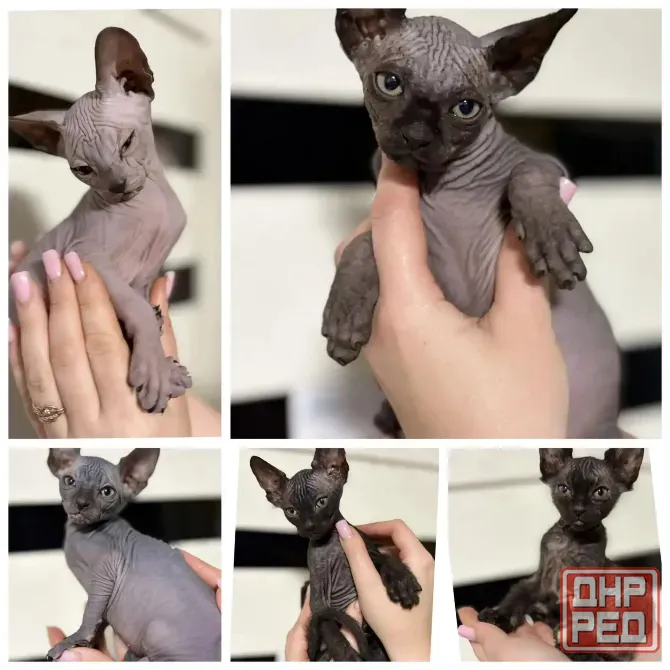 котята сфинкс Донецк - изображение 2