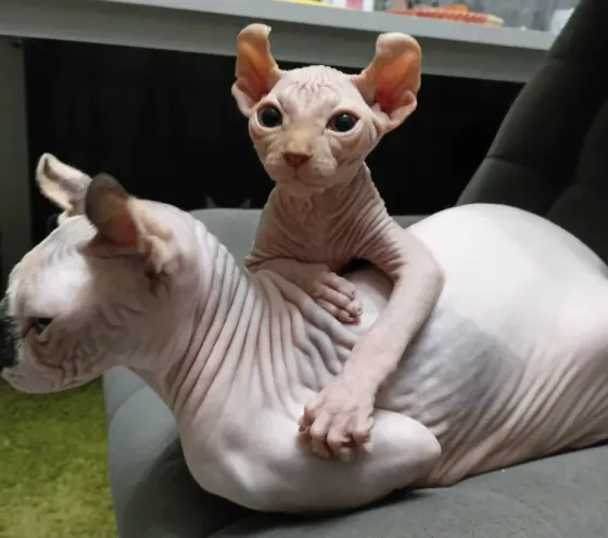 Котята канадский сфинкс Эльф Донецк
