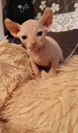 Котята канадский сфинкс Эльф Донецк