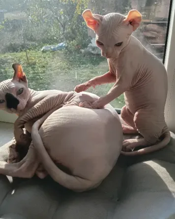 Котята канадский сфинкс Эльф Донецк
