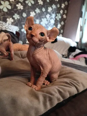 Котята канадский сфинкс Эльф Донецк