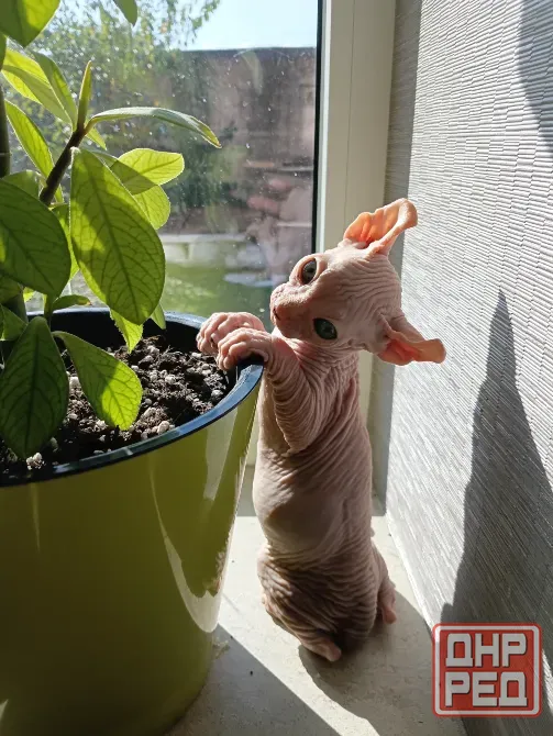 Котята канадский сфинкс Эльф Донецк - изображение 1