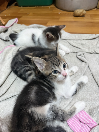 Отдам котят Донецк