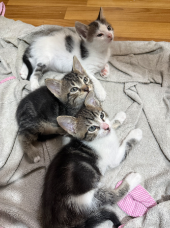 Отдам котят Донецк