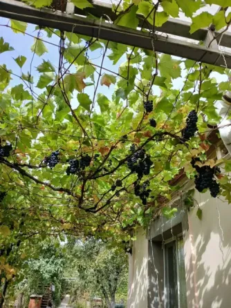 Продам винный виноград Донецк