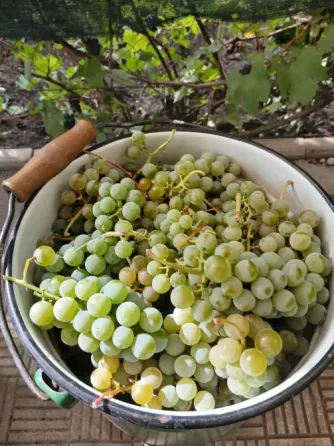 Продам винный виноград Донецк