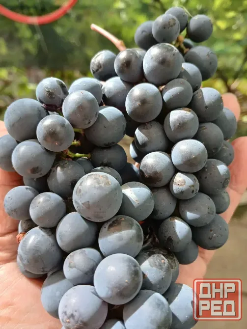 Продам винный виноград Донецк - изображение 2