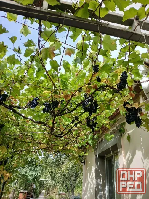 Продам винный виноград Донецк - изображение 3