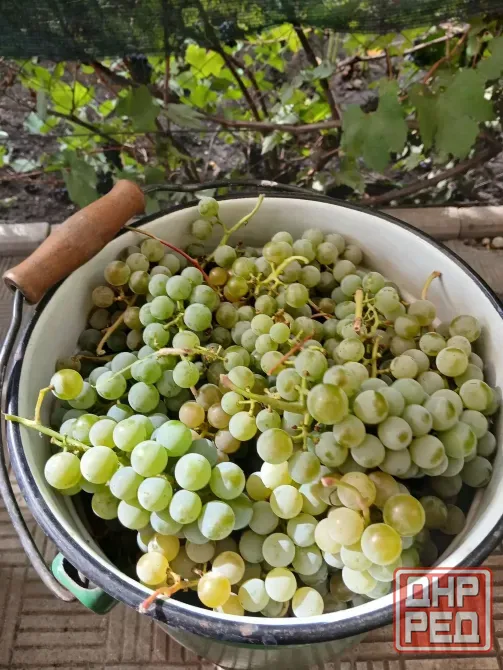 Продам винный виноград Донецк - изображение 1
