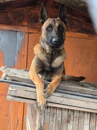 Вязка кабеля малинуа Макеевка