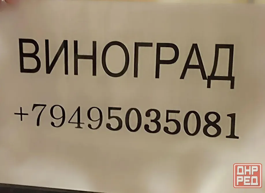 продам виноград изабелла 100 руб Донецк - изображение 2