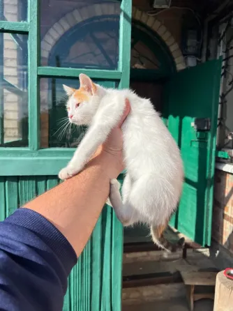 Кошечки в добрые руки Донецк