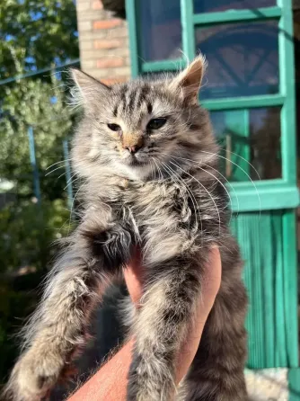 Кошечки в добрые руки Донецк
