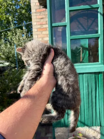 Кошечки в добрые руки Донецк